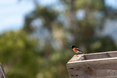 Flame Robin