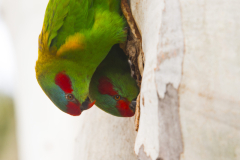 Musk Lorikeets