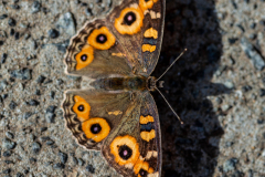 Meadow Argus Butterfly