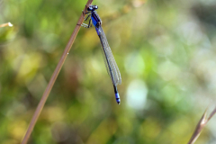 Common Bluetail Damselfly