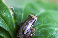 Southern Brown Tree Frog