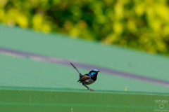 Superb Fairy-Wren