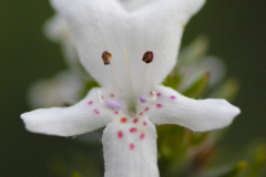 Coastal Rosemary (Westringia) Flower