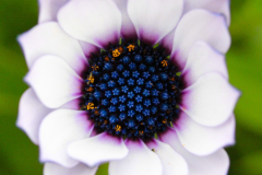 Cape Marguerite (Cape Daisy) Flower