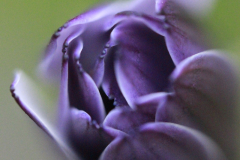 Cape Marguerite (Cape Daisy) Flower