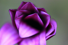 Purple Flower